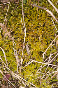 Aulacomnium palustre (bog groove-moss, ribbed bog moss)