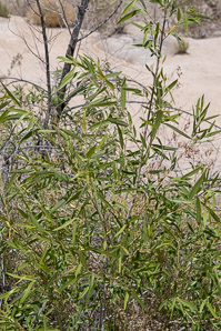Baccharis salicifolia (mulefat, seepwillow, water-wally, mule fat)