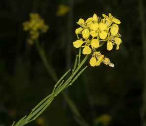 Brassica nigra (black mustard)