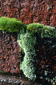 Bryum argenteum (silvergreen bryum moss, silvery thread moss)