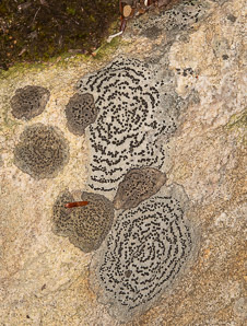 Buellia subdisciformis (boreal button lichen)