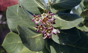 Calotropis procera (giant milkweed)