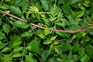 Campsis radicans (trumpet creeper, cow itch vine, hummingbird vine)