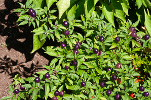 Capsicum annuum (ornamental peppers)