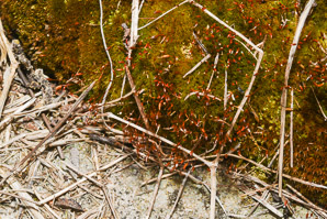 Ceratodon purpureus (fire moss, purple horn-toothed moss)