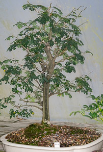 Chloroleucon tortum (Brazilian rain tree, jurema)