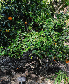 Citrus × (Washington navel)