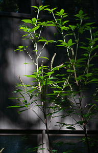 Clethra acuminata (mountain white alder, sweet pepperbush)
