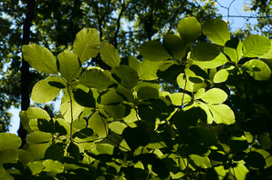 Cotinus obovatus (American smoketree)