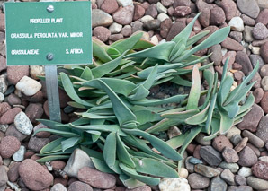 Crassula perfoliata (propellor plant, propeller plant)