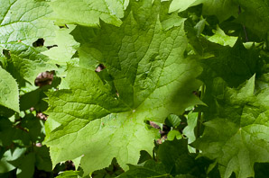 Diphylleia cymosa (umbrella leaf, American umbrella-leaf)