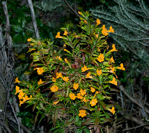 Diplacus aurantiacus (sticky monkeyflower, bush monkeyflower)