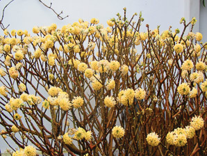 Edgeworthia chrysantha (paperbush)