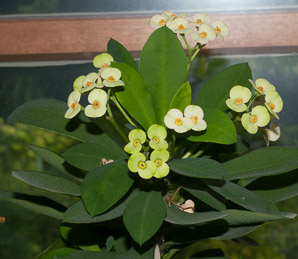 Euphorbia milii (crown of thorns, crown of thorn)
