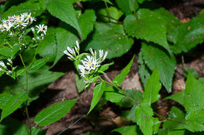 Eurybia divaricata (white heart-leaved aster, white star aster, white wood aster, wood aster)