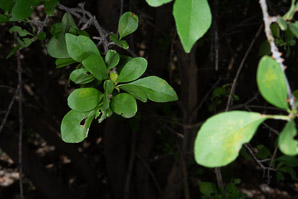 Forestiera pubescens (New Mexico privet, desert olive)