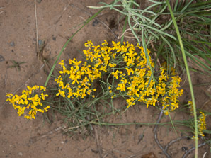 Gutierrezia sarothrae (snakeweed, broom snakeweed, broomweed, matchweed)
