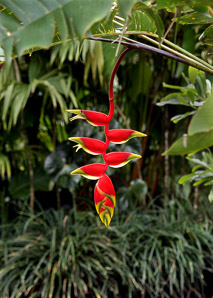 Heliconia rostrata (false bird of paradise, hanging lobster claw, painted lobster claw)
