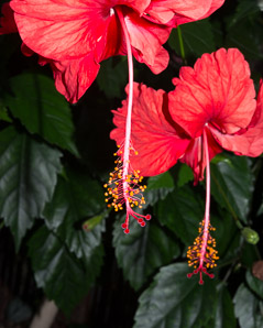 Hibiscus rosa-sinensis (hibiscus)