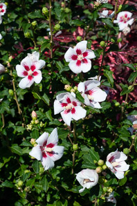 Hibiscus syriacus (rose of Sharon)