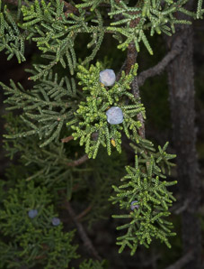 Juniperus monosperma (oneseed juniper)