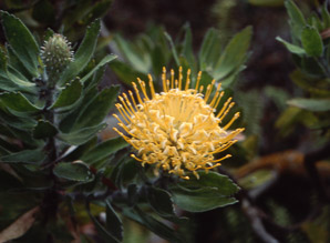 Leucospermum ‘Hawaii (pincushion protea)