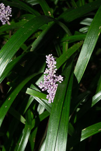 Liriope muscari (lily turf, border grass)