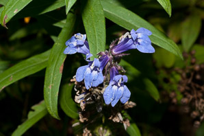 Lobelia siphilitica (great blue lobelia)