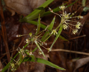 Luzula acuminata (hairy wood rush)