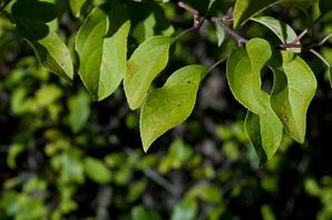 Malus ssp. (crabapple, ornamental crabapple tree)