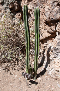 Marginatocereus marginatus (Mexican fence post cactus, organ pipe cactus, Mexican fencepost, (Pachycereus marginatus, Cereus marginatus, Lemaireocereus margi)