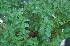 Mentha spicata (spearmint)