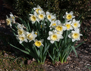 Narcissus tazetta (narcissus)