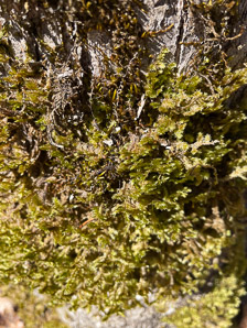 Neckera pennata (shingle moss)