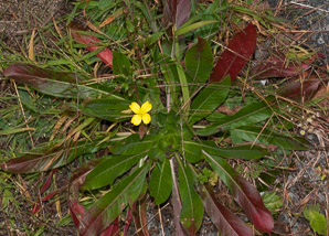 Oenothera perennis (little evening primrose)