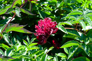 Paeonia lactiflora (common garden peony)