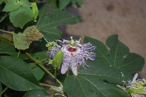 Passiflora edulis (passion fruit)
