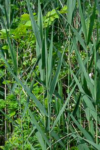 Phragmites australis (phragmites, common reed)