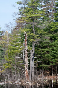 Pinus L. (pine)