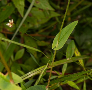 Polygonum sagittatum (arrow tearthumb)