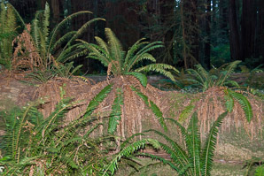 Polystichum munitum (western sword fern)
