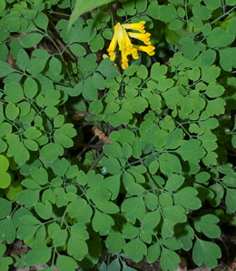 Pseudofumaria lutea (yellow corydalis, rock fumewort)