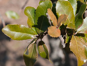 Quercus agrifolia (coast live oak)