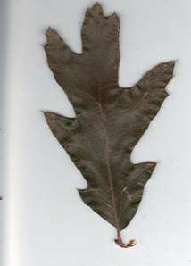 Quercus falcata (southern red oak)