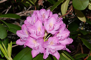 Rhododendron catawbiense (Catawba rhododendron)