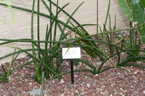 Sansevieria cylindrica (cylindrical snake plant, African spear, spear sansevieria)