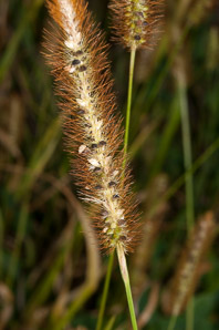 Setaria pumila (yellow foxtail, yellow bristlegrass, pigeon grass, cattail grass)