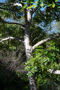 Simarouba glauca (paradise tree, dysentery-bark, bitterwood)