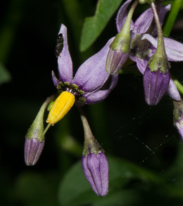 Solanum dulcamara (bittersweet, bittersweet nightshade, blue bindweed, climbing nightshade)