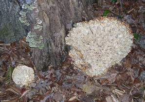 Sparassis herbstii (Eastern cauliflower mushroom)